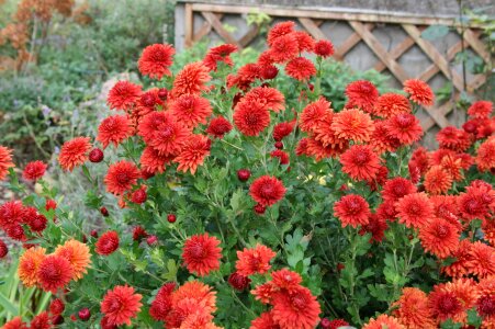 Autumn decoration inflorescences shrub
