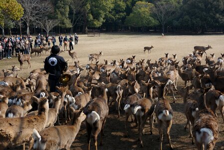 Gather man stag's
