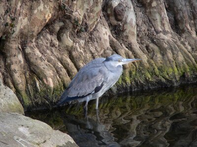 Grey heron heron bird