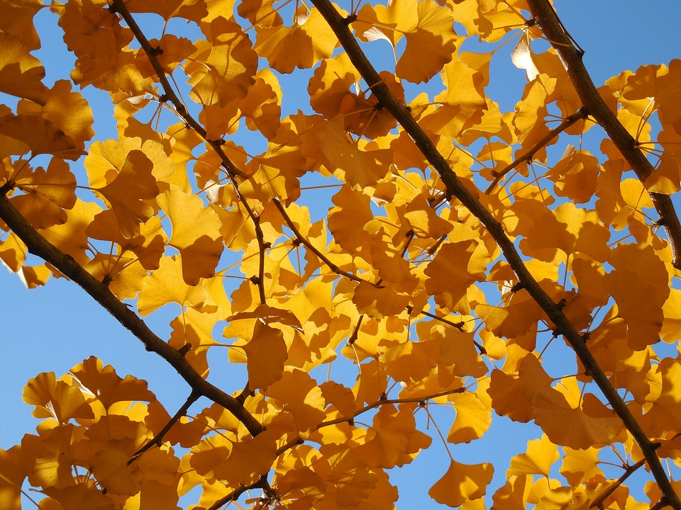 Autumn golden yellow photo