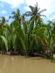 River palm coconut tree photo