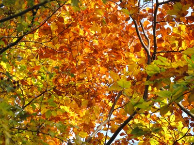 Leaf tree golden autumn photo