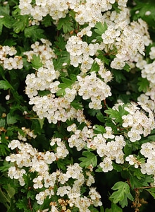Blossom close-up flower