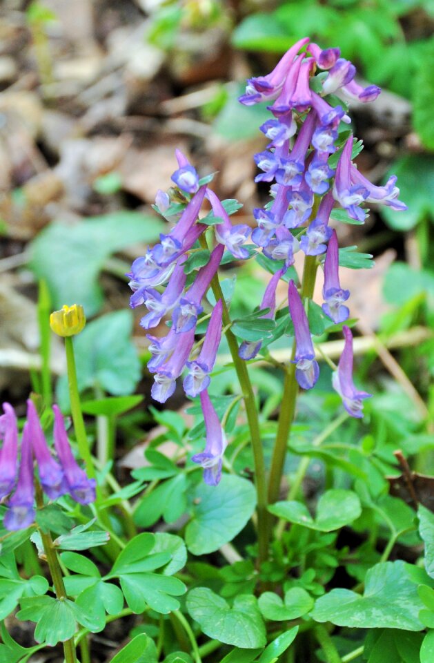 Wood violet spring