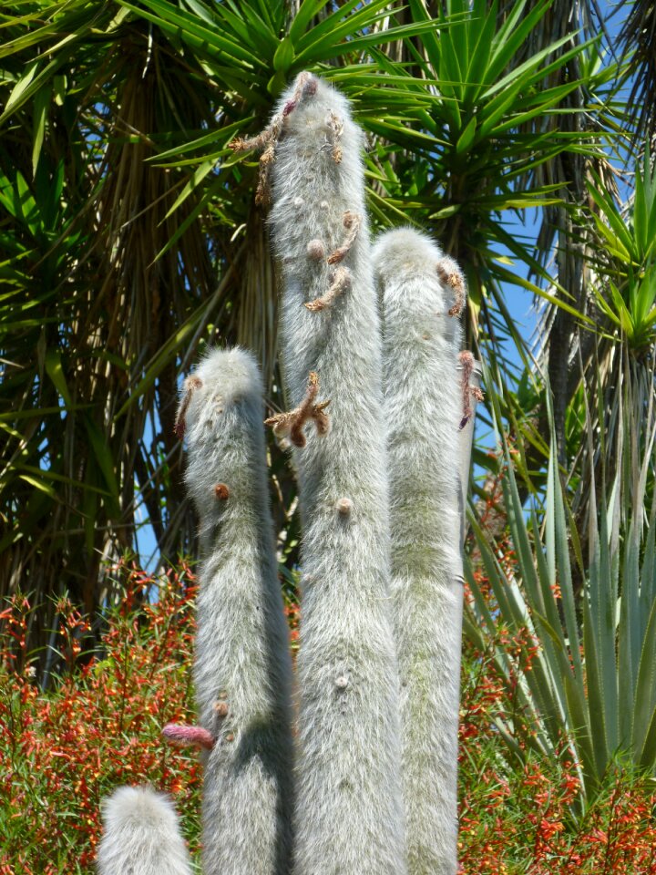 Cactus spur Free photos