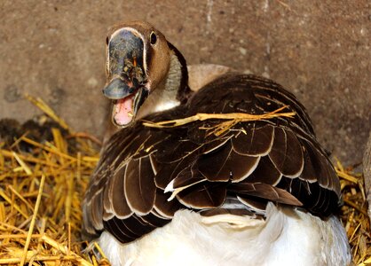 Breed poultry domestic goose photo