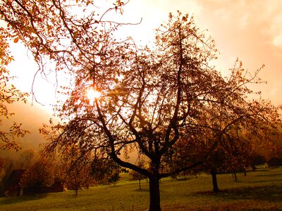 Tree autumn golden autumn