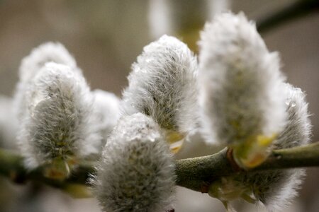 Fluff spring bud