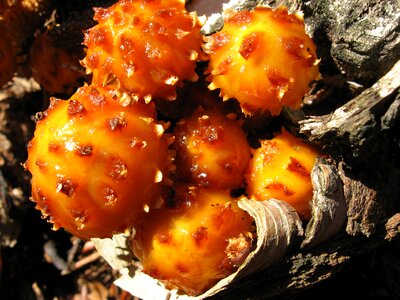 Close up yellow forest