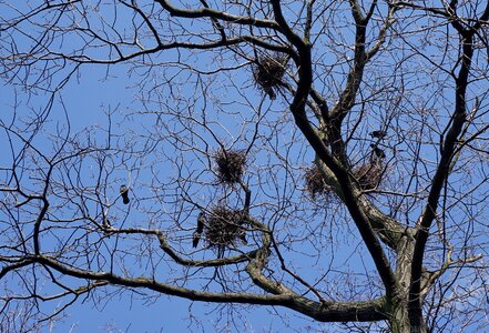 Tree branches sky photo