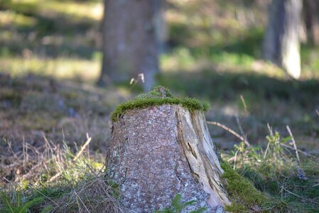 Mooshauberl forest nature