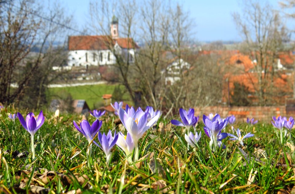 Spring flowers meadow