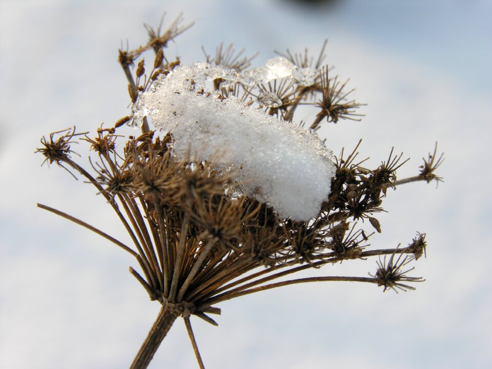 Snow nature shrubs