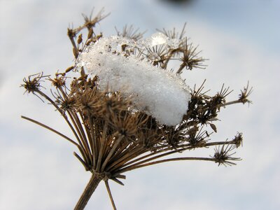 Snow nature shrubs