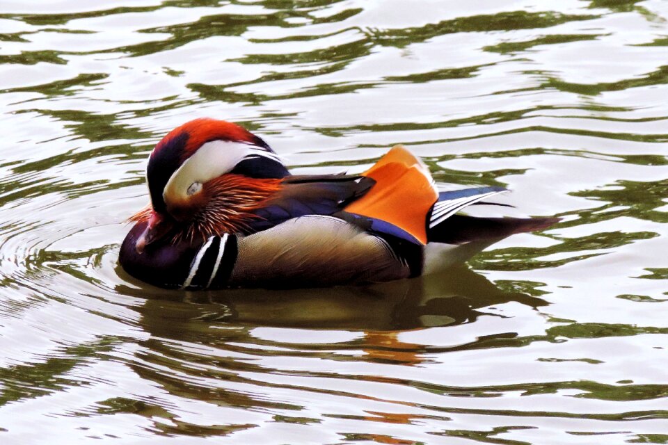 Water colorful water bird
