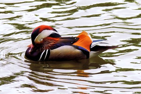 Water colorful water bird