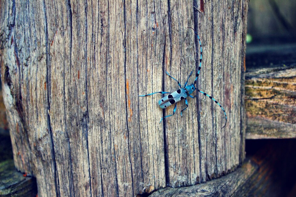 Wood animal