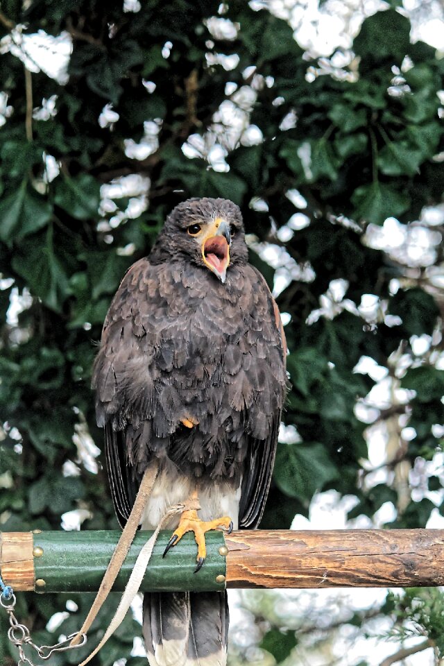 Nature raptor wild