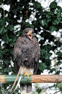Nature raptor wild