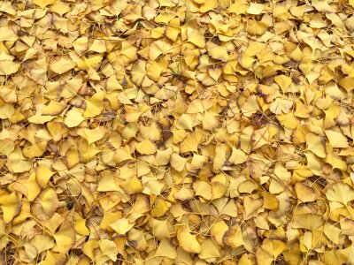 Autumn texture pattern photo