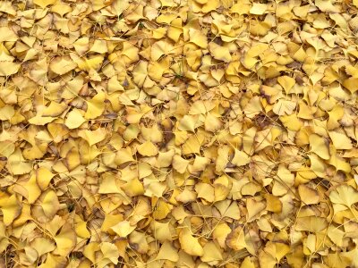 Autumn texture pattern