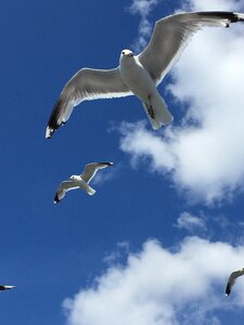 Seagulls finland blue sky