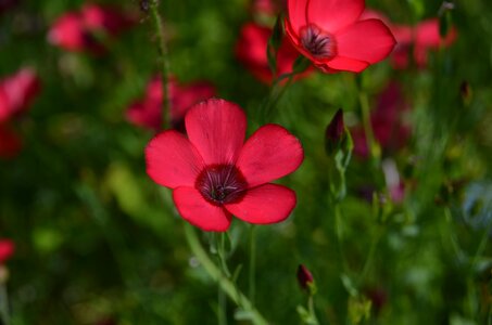 Bloom field pointed flower photo