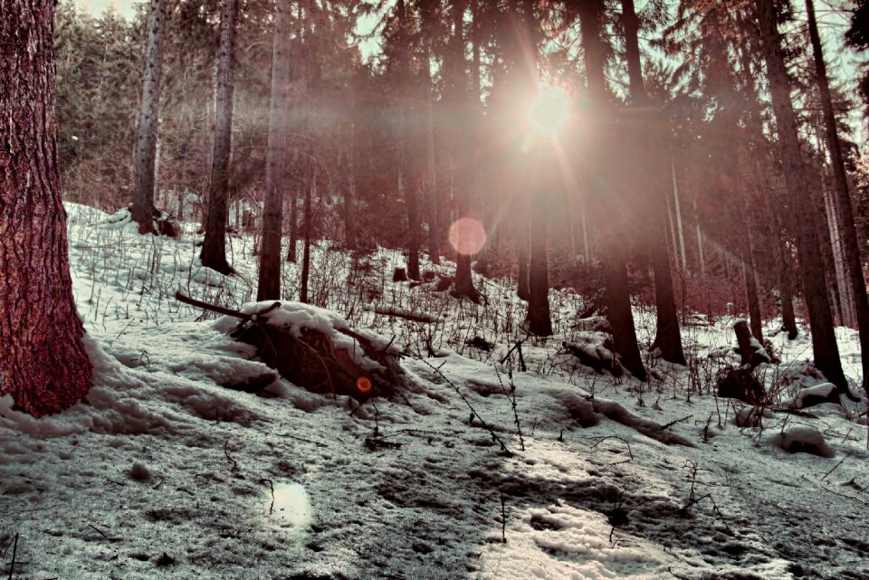 Slovakia trees rays