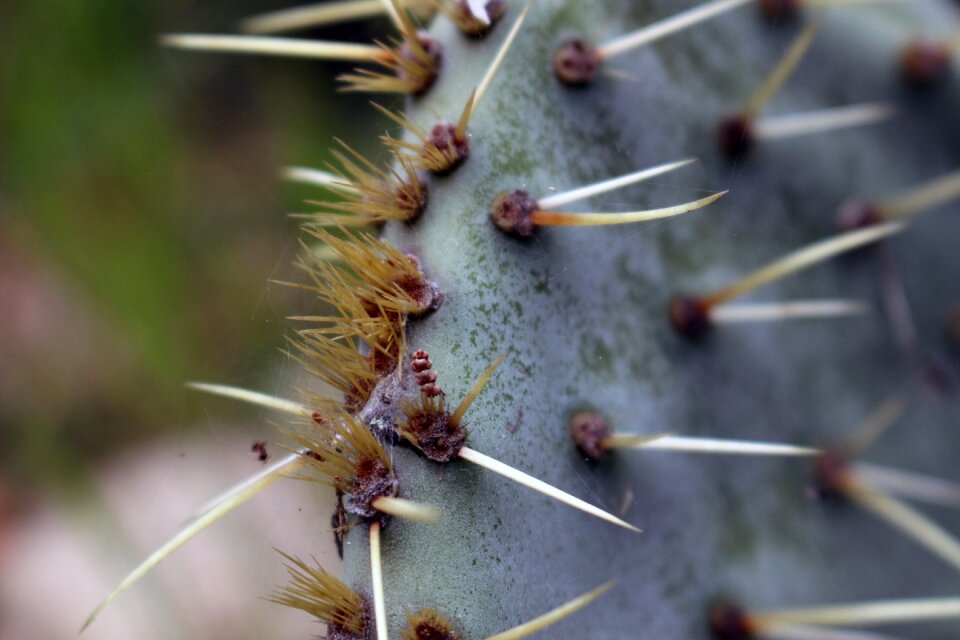 Prickly pear thorns thorny