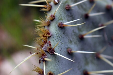Prickly pear thorns thorny photo