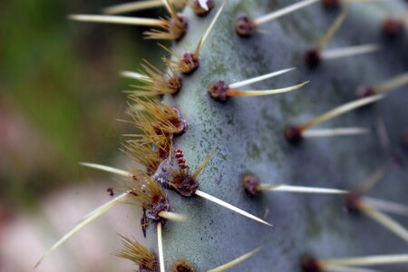 Prickly pear thorns thorny