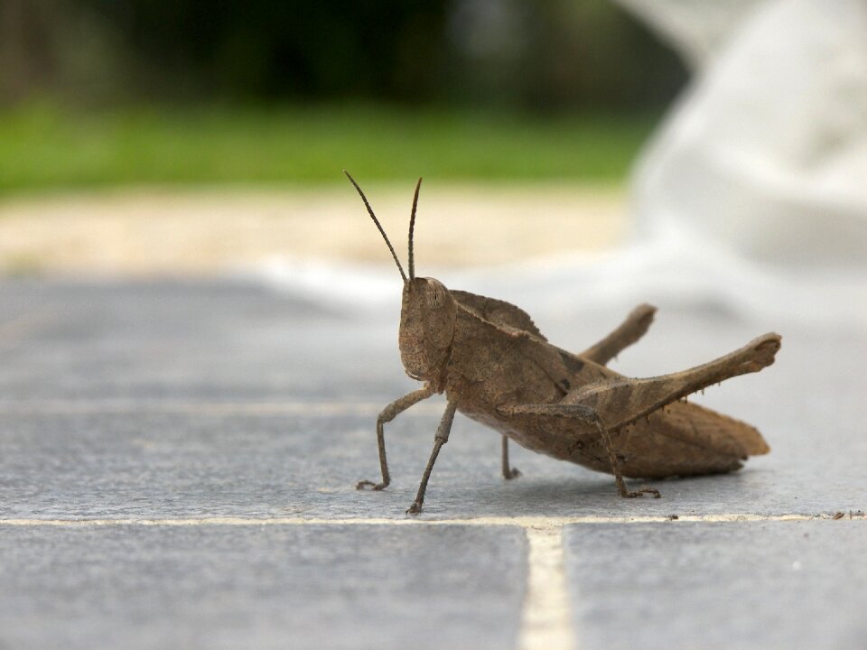 Big brown saltamontes