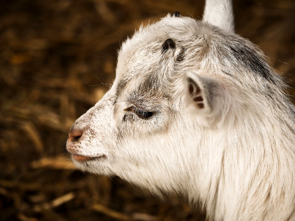 Lambs creature enclosure