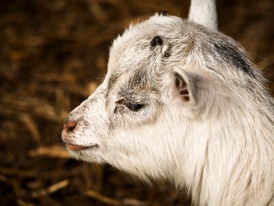 Lambs creature enclosure photo