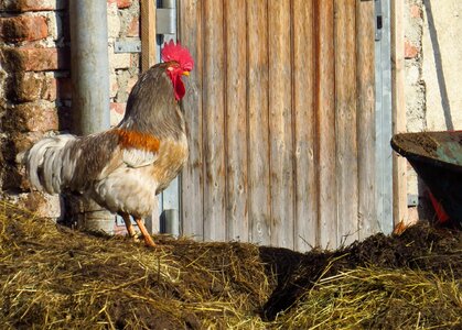 Pets poultry farm