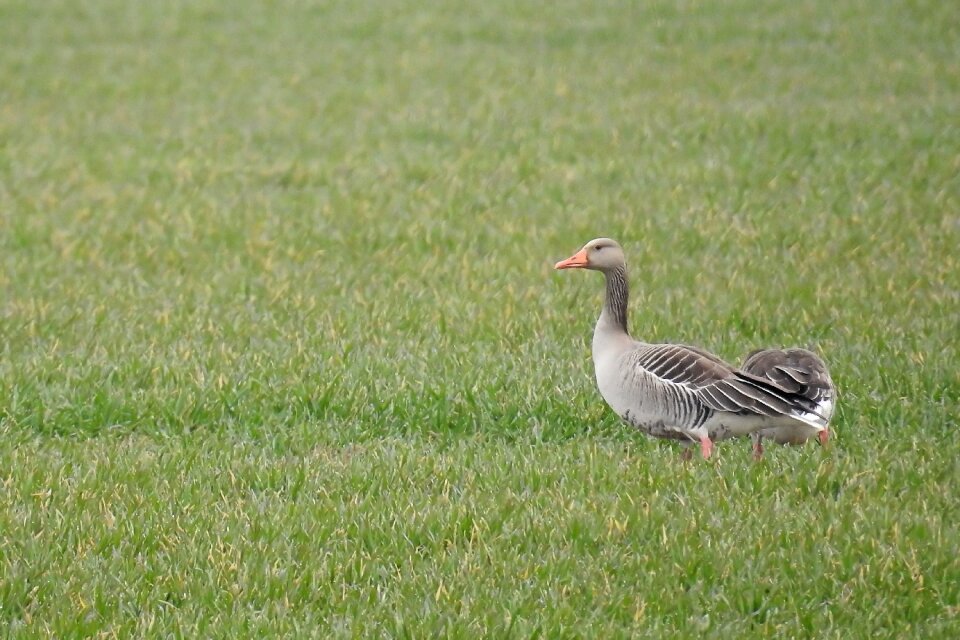 Water bird migratory bird wild goose