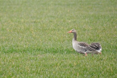 Water bird migratory bird wild goose