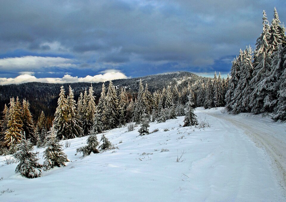 Snow hot forest