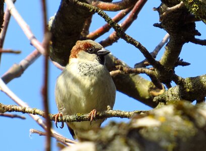 Bird tree nature photo