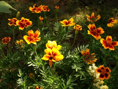 Flowers flowering the plot