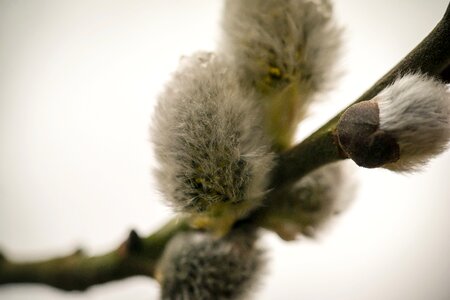 Fluff spring bud