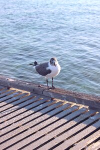 Gull coast day photo