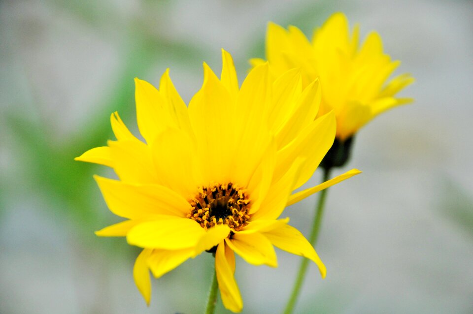 Yellow flower nature spring