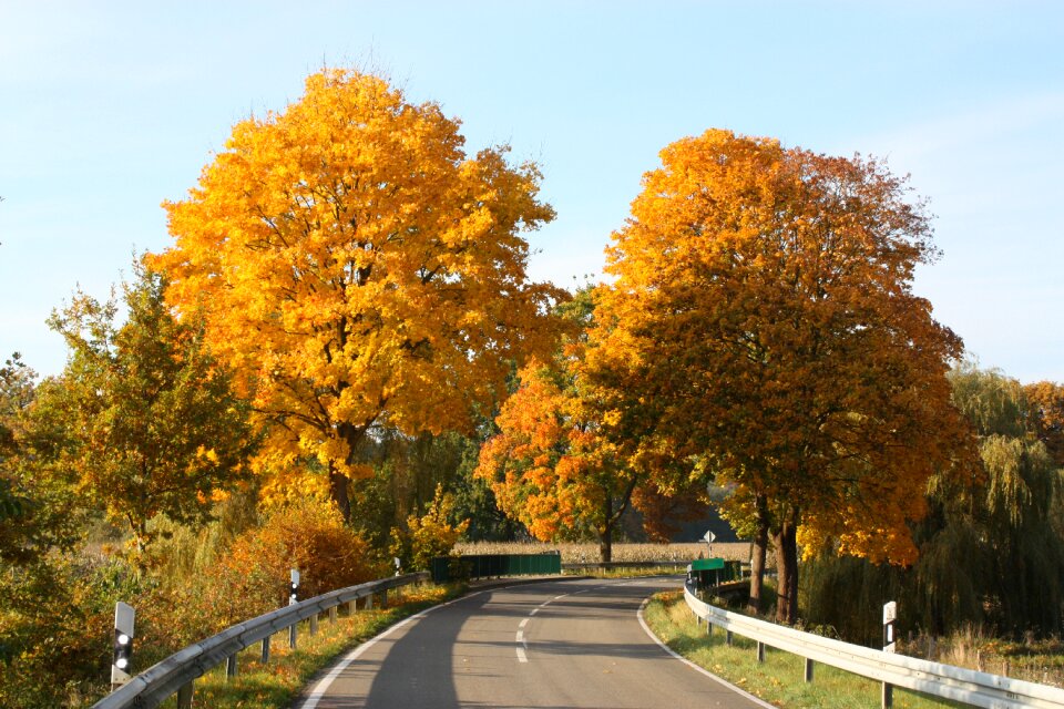 Sun yellow autumn mood