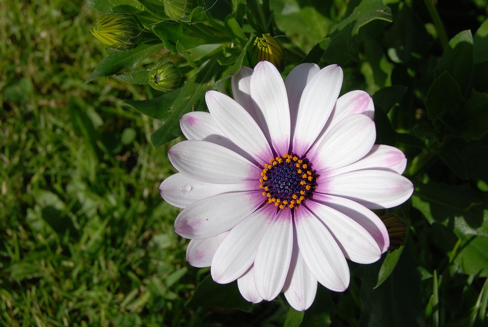 Flower bloom close-up