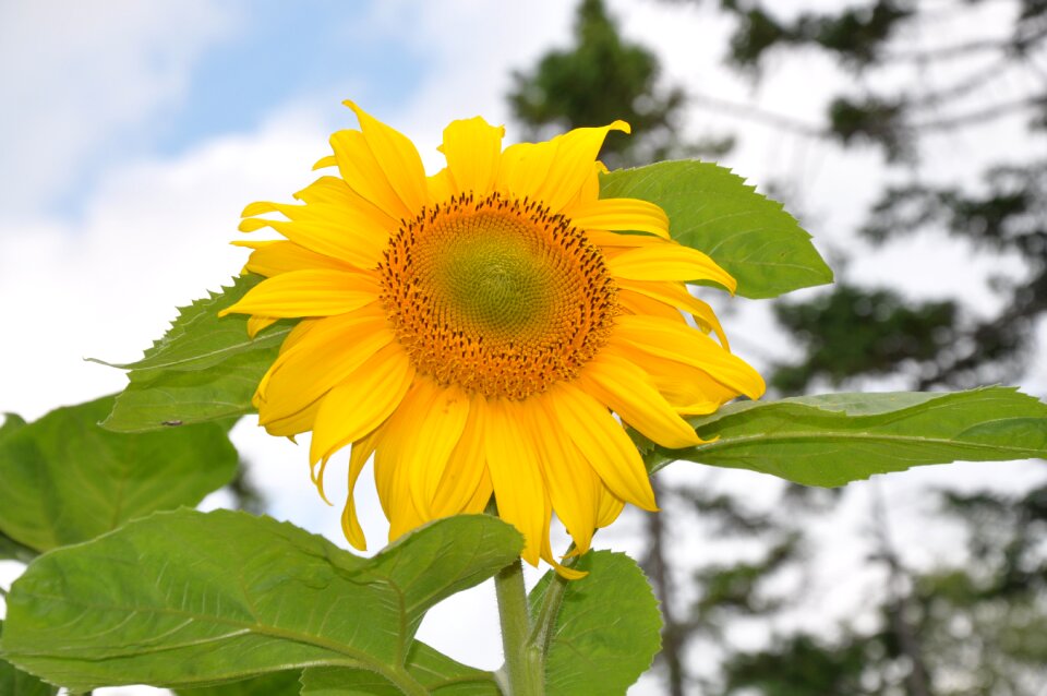 Summer nature flowers