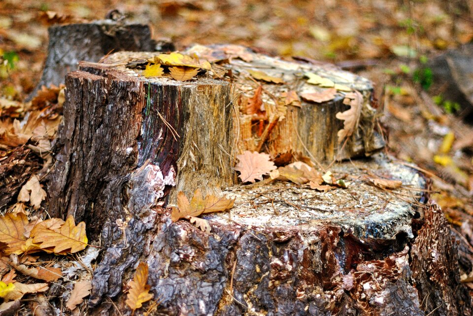 Foliage the bark closeup