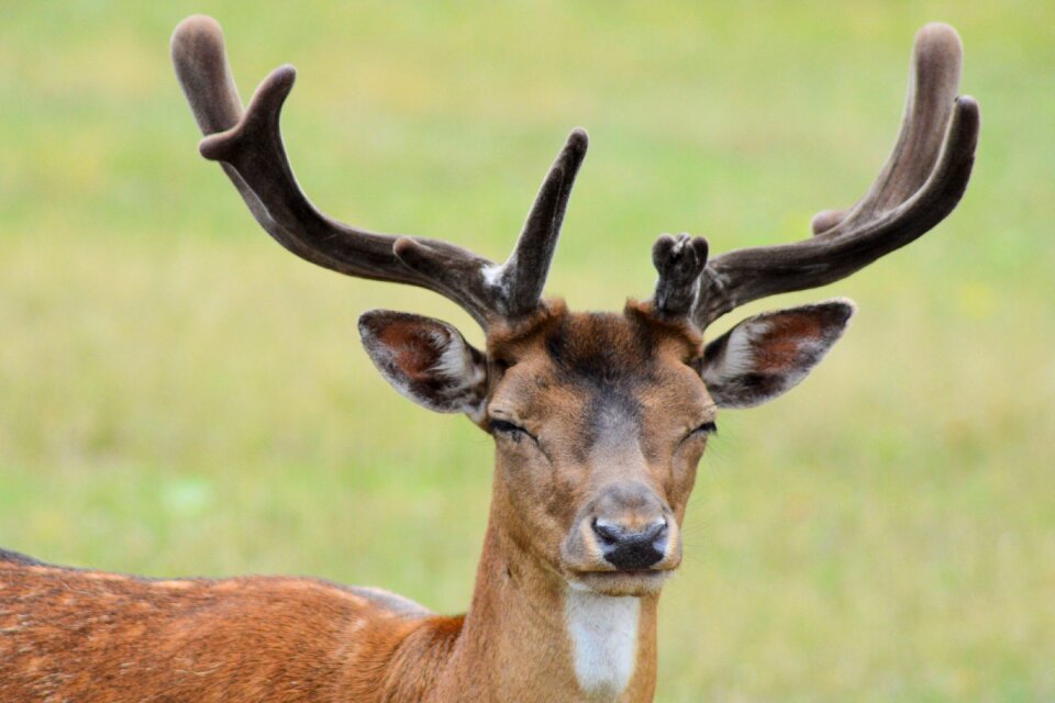 Nature antler animal