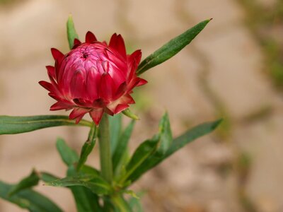 Bloom plant red