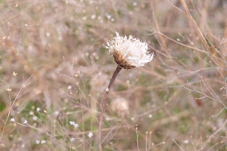Spring plant petal